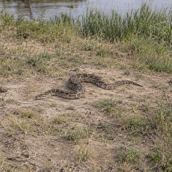 African rock python