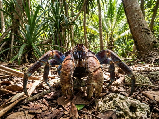 coconut crab