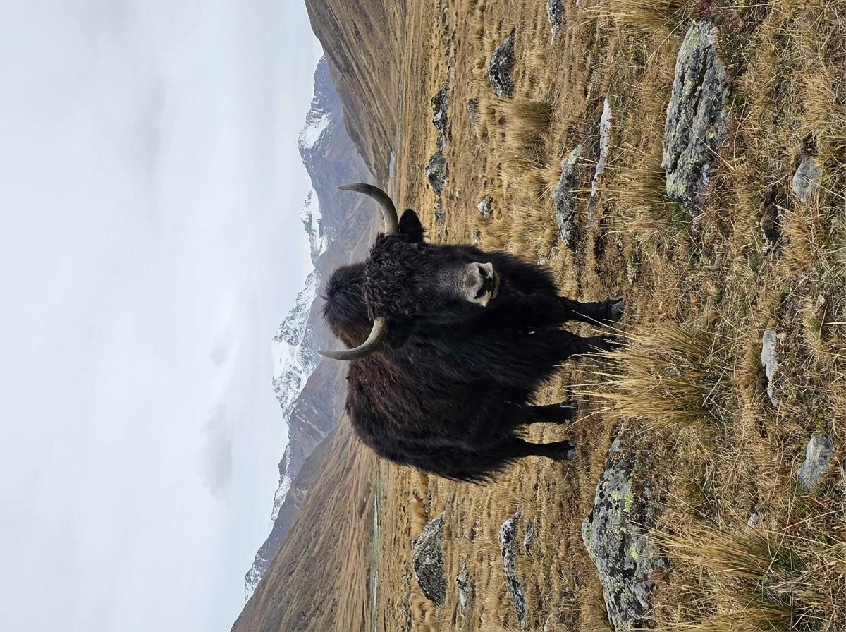 Yakalo