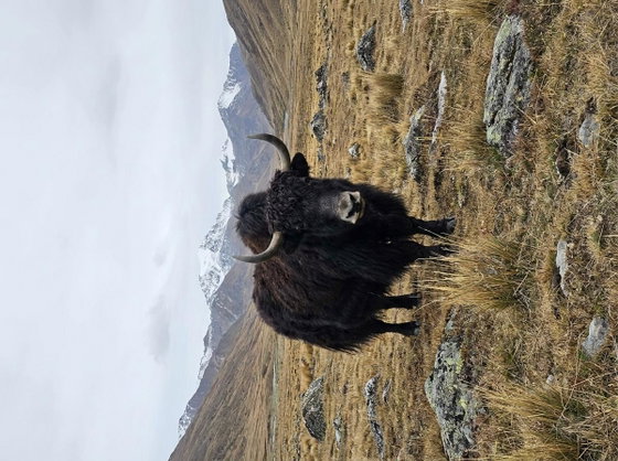 Yakalo
