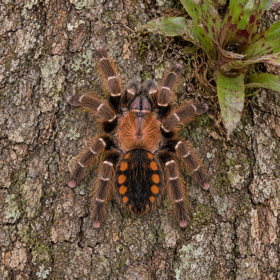 Venezuelan red stripe pink toe tarantula