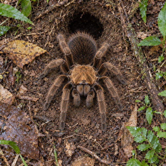 Panama gold tarantula