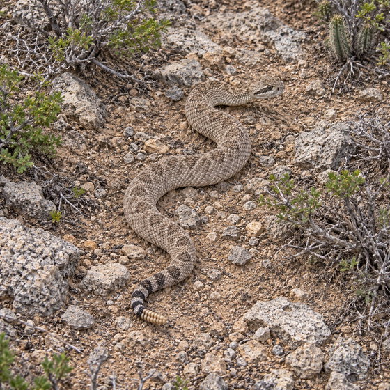 Aruba Island rattlesnake