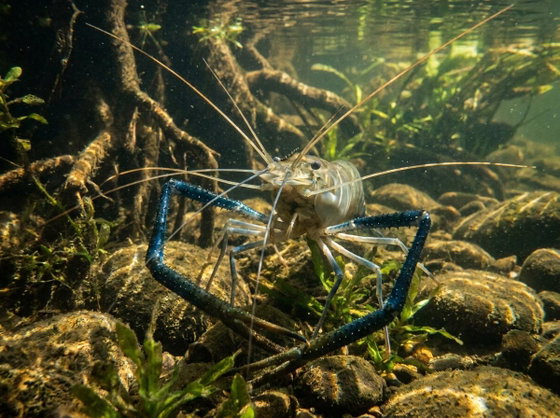 giant river prawn
