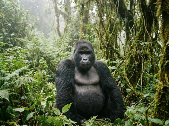 eastern lowland gorilla