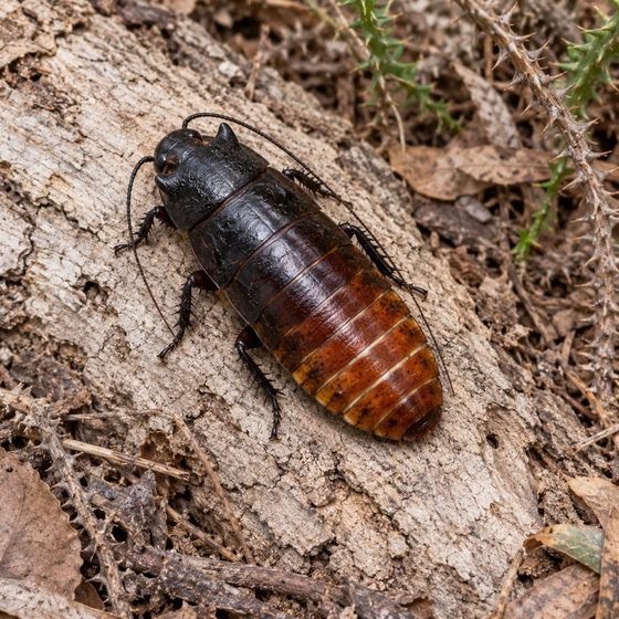 Grandidier's giant Madagascan hissing cockroach