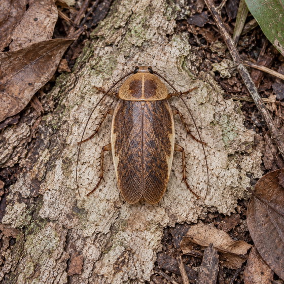 firefly cockroach