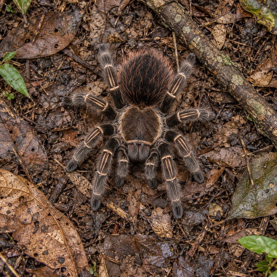 Acanthoscurria theraphosoides