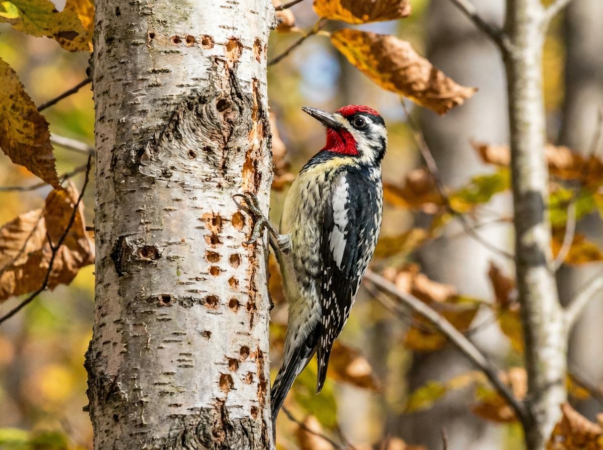 yellow-bellied sapsucker