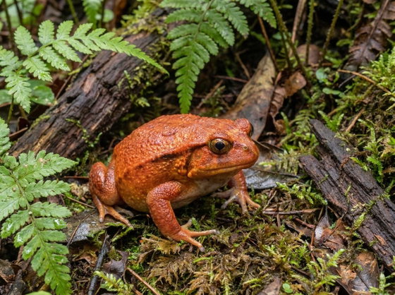 Sambava tomato frog