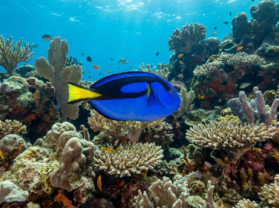 blue tang