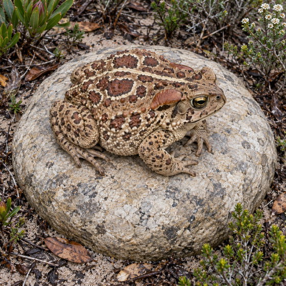 western leopard toad