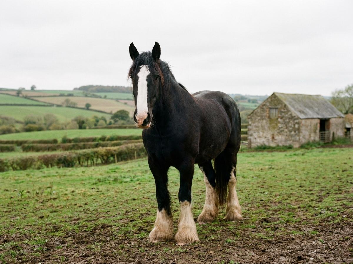 Shire