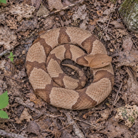 eastern copperhead