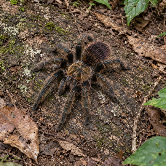 Caribbean bronze tarantula