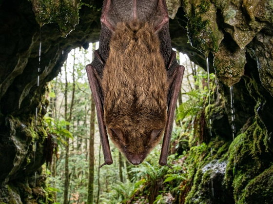 big brown bat