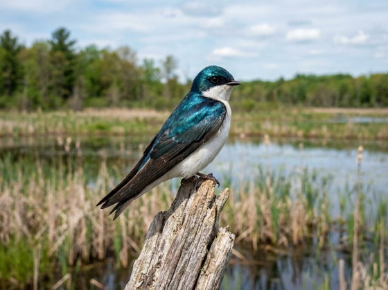 tree swallow
