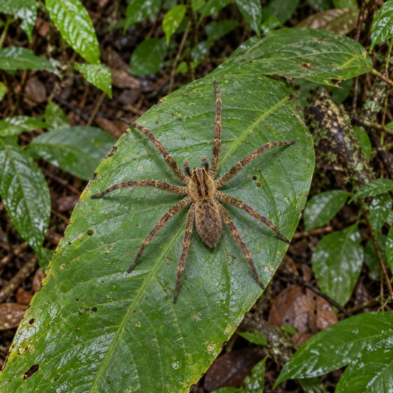 tiger bromeliad spider