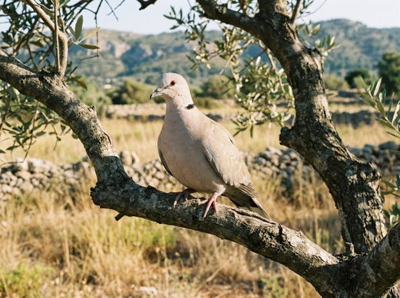 Eurasian collared dove