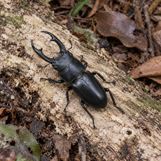 Dorcus curvidens