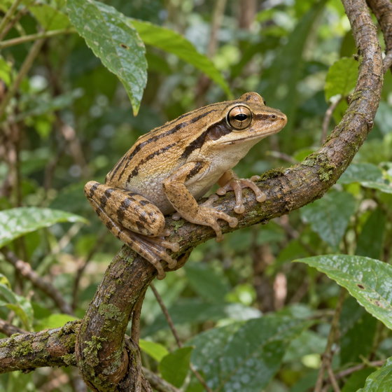 four-lined tree frog