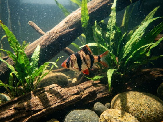 tiger barb
