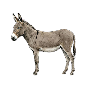 Donk Transport profile picture