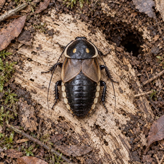 glowspot roach