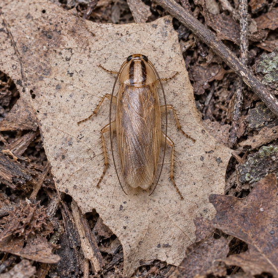 Asian cockroach