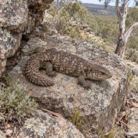 gidgee spiny-tailed skink