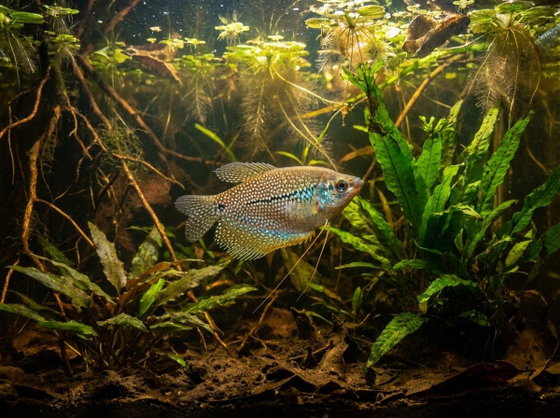 pearl gourami