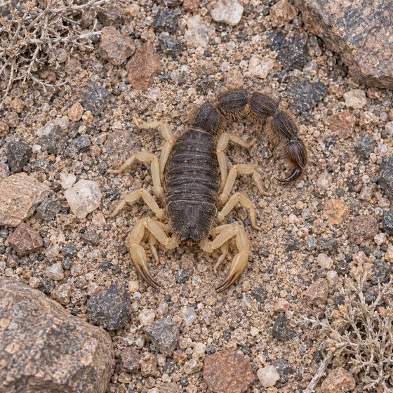 hairy thick tail scorpion