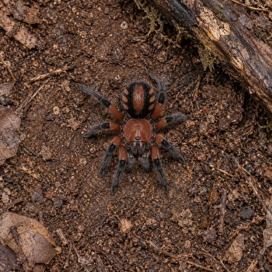 Bolivian dwarf beauty tarantula