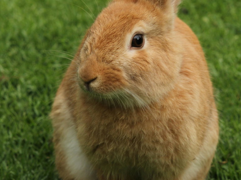 Rabbit