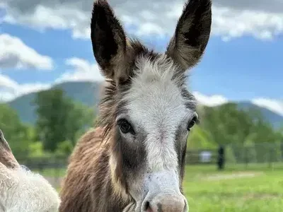 Donkey Boy