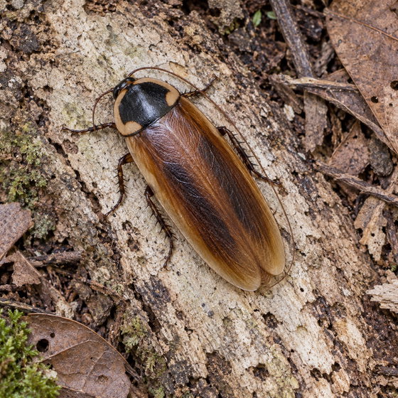 Roth's giant burrowing roach
