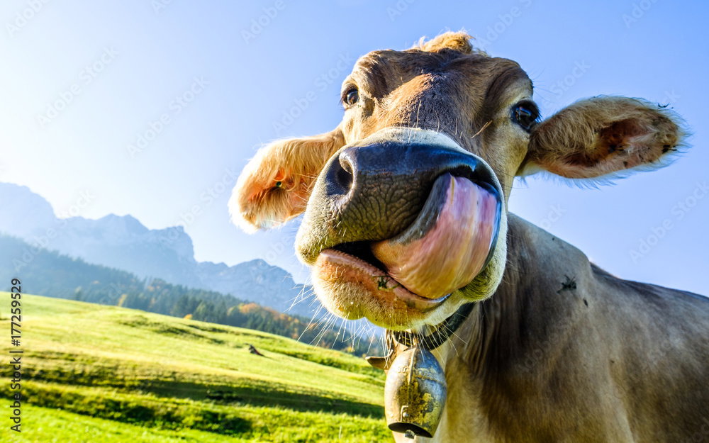 Moow, photo 3