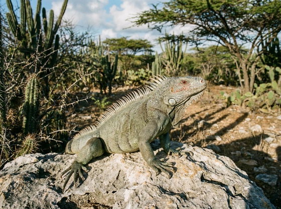 Ricord's iguana