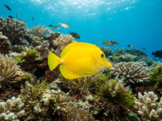yellow tang