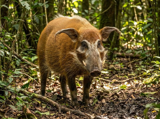 bushpig