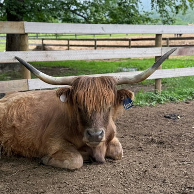 Floracow profile picture