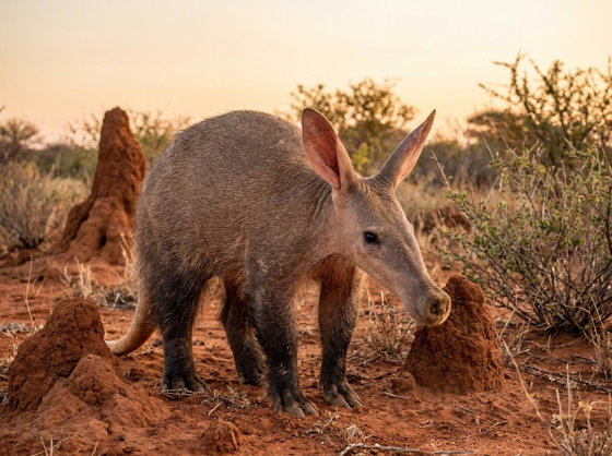 aardvark