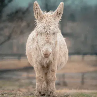 Donkey profile picture