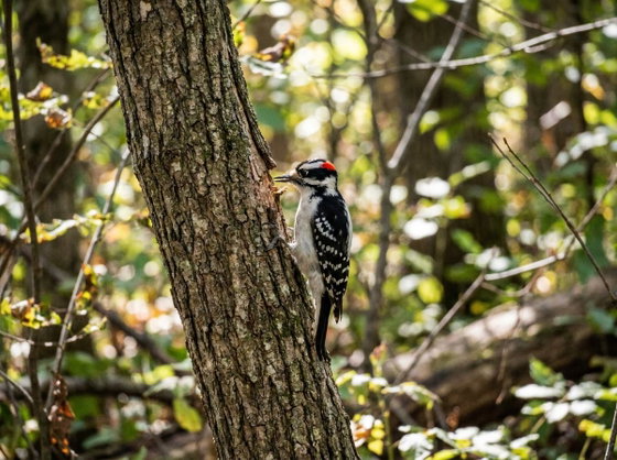 downy woodpecker