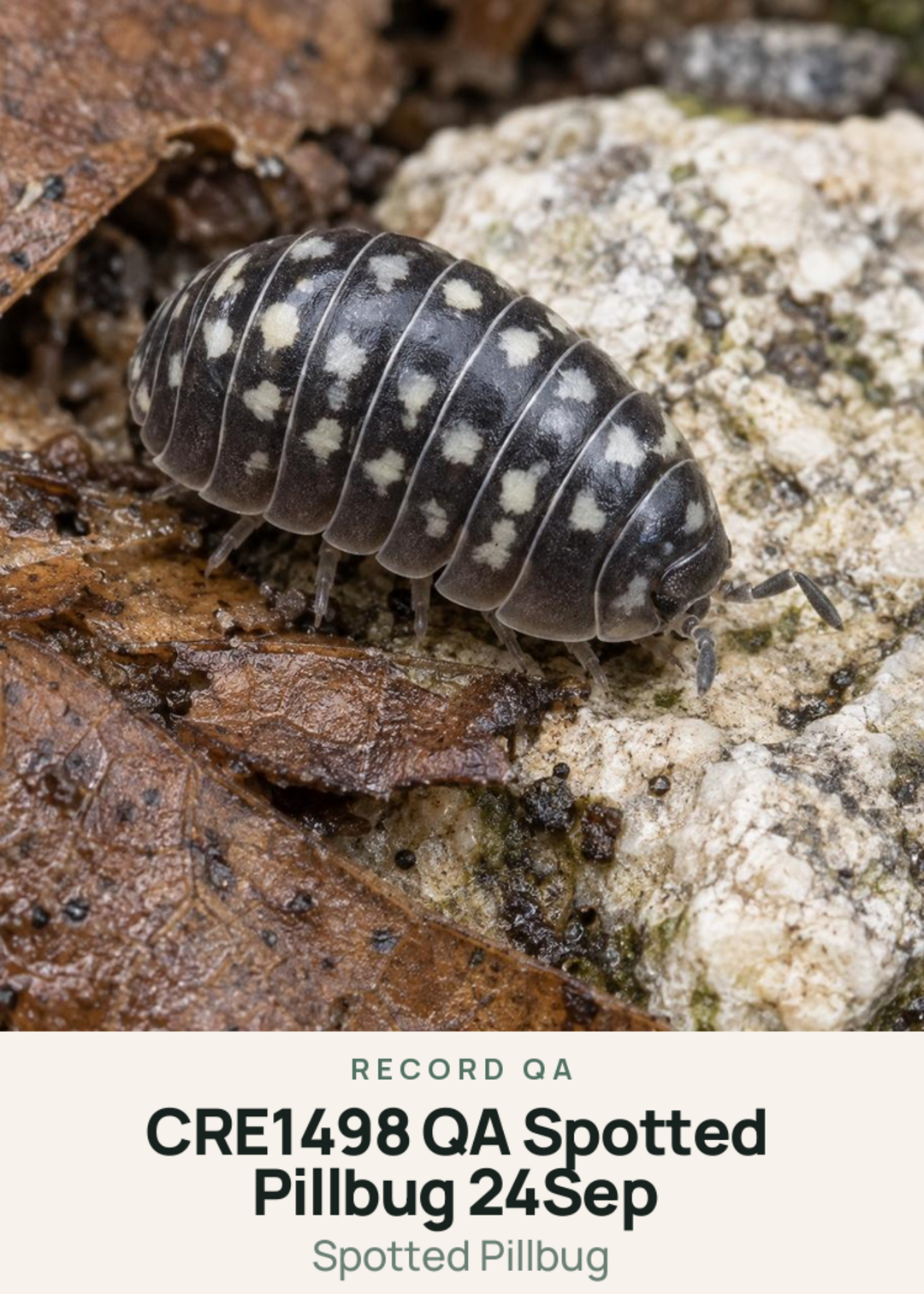 CRE1498 QA Spotted Pillbug 24Sep Creature Card