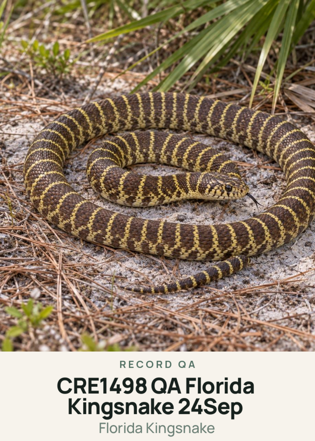 CRE1498 QA Florida Kingsnake 24Sep Creature Card