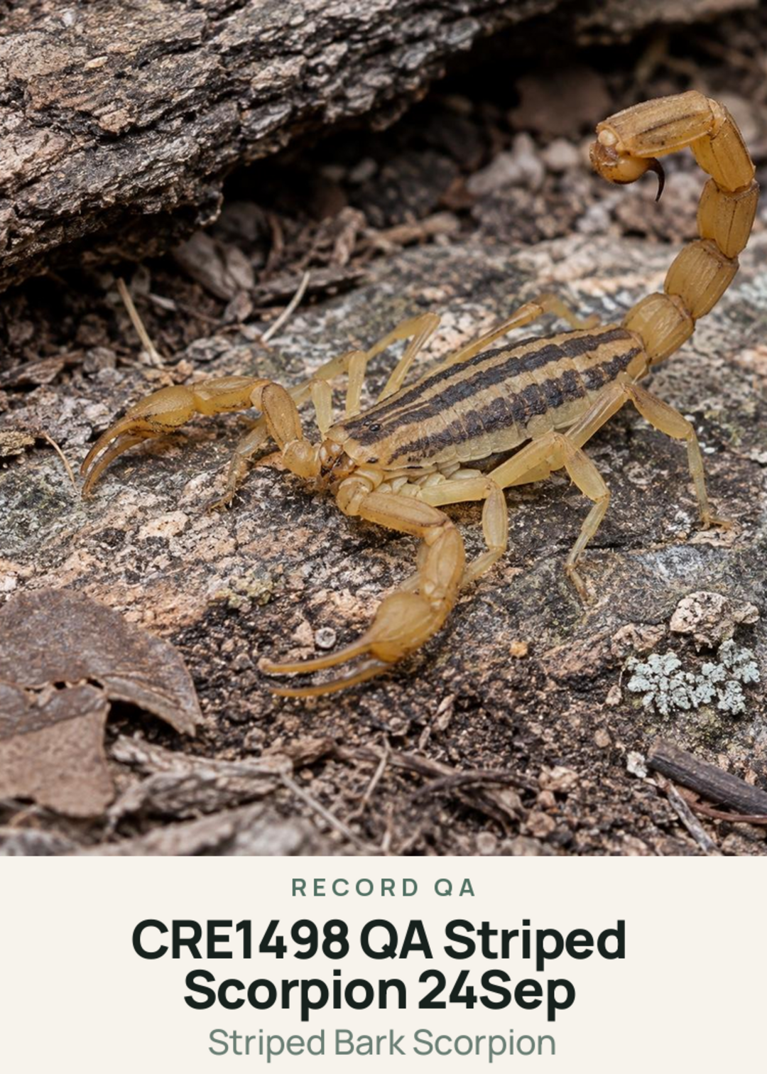 CRE1498 QA Striped Scorpion 24Sep Creature Card