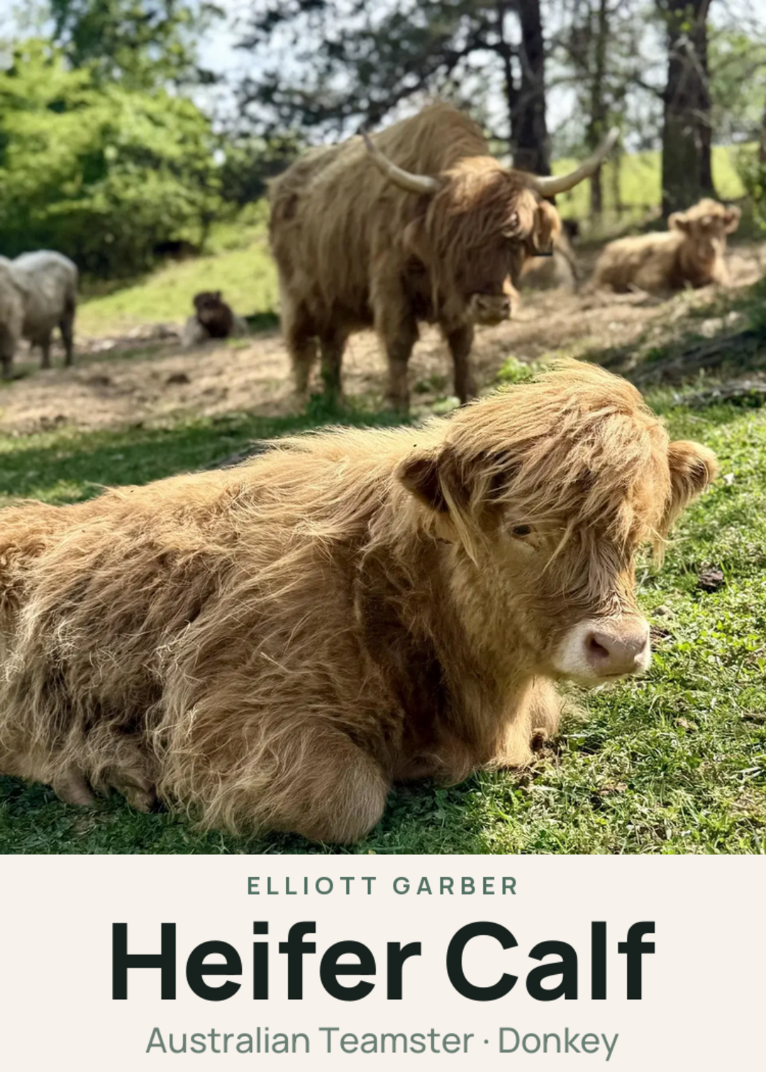 Heifer Calf Creature Card
