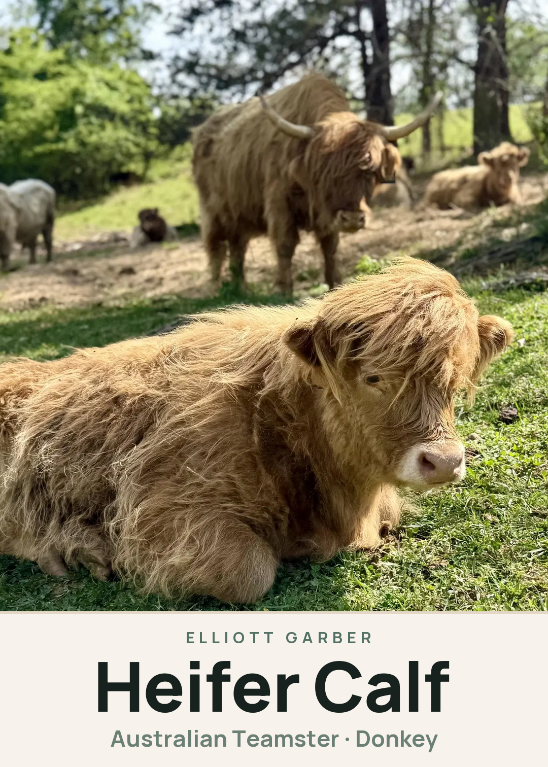 Heifer Calf Creature Card
