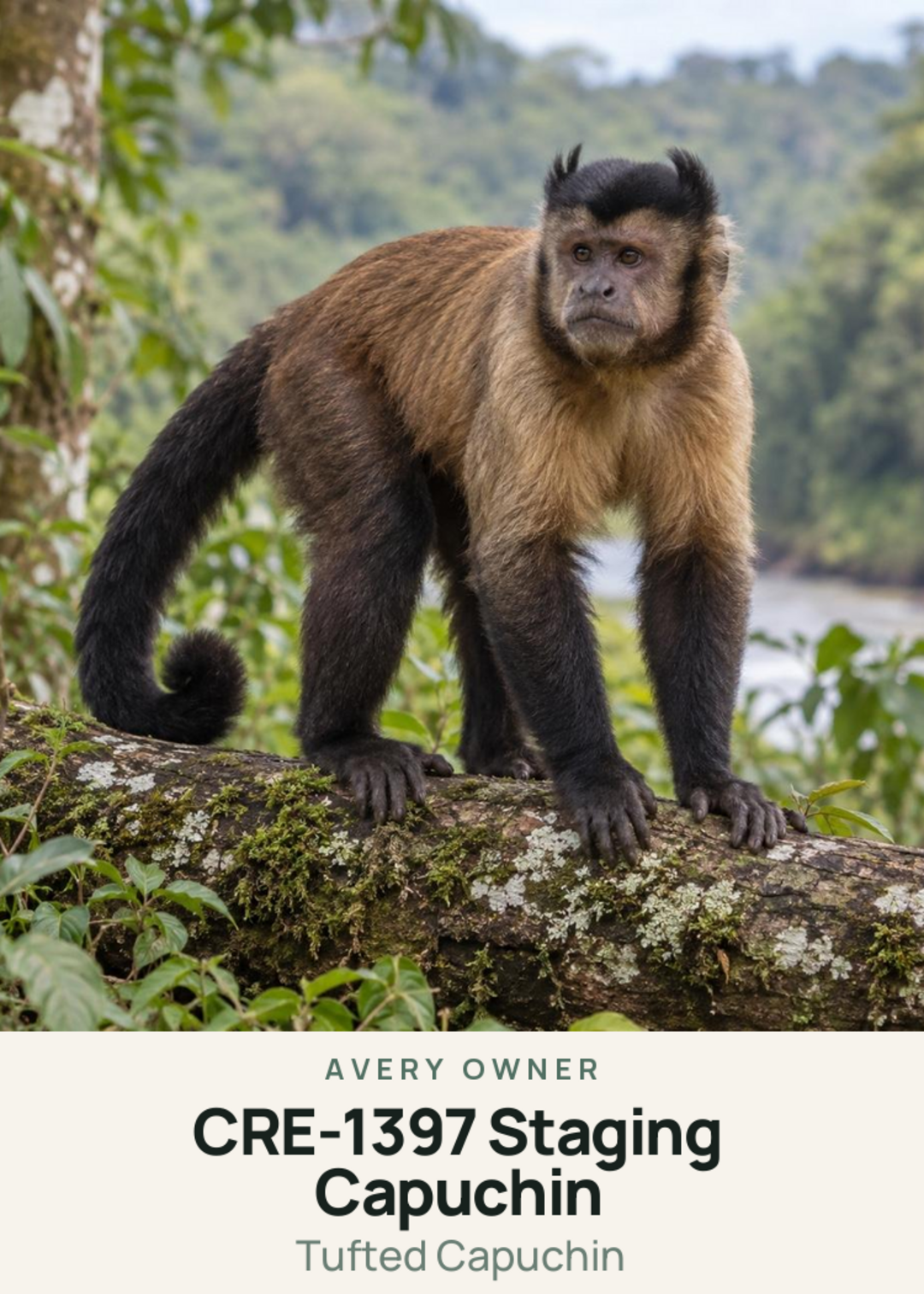 CRE-1397 Staging Capuchin Creature Card